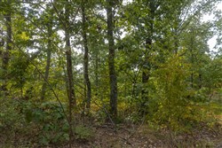 Big White Oak Tract 146