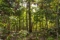 Big White Oak Tract 147