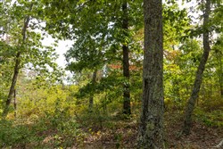 Big White Oak Tract 147