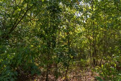 Big White Oak Tract 148
