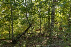 Big White Oak Tract 148