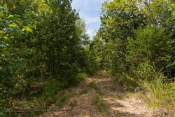 Big White Oak Tract 148