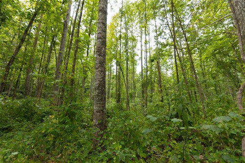 Big White Oak Tract 149