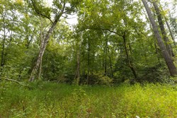 Big White Oak Tract 149