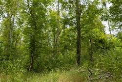 Big White Oak Tract 149