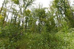 Big White Oak Tract 149
