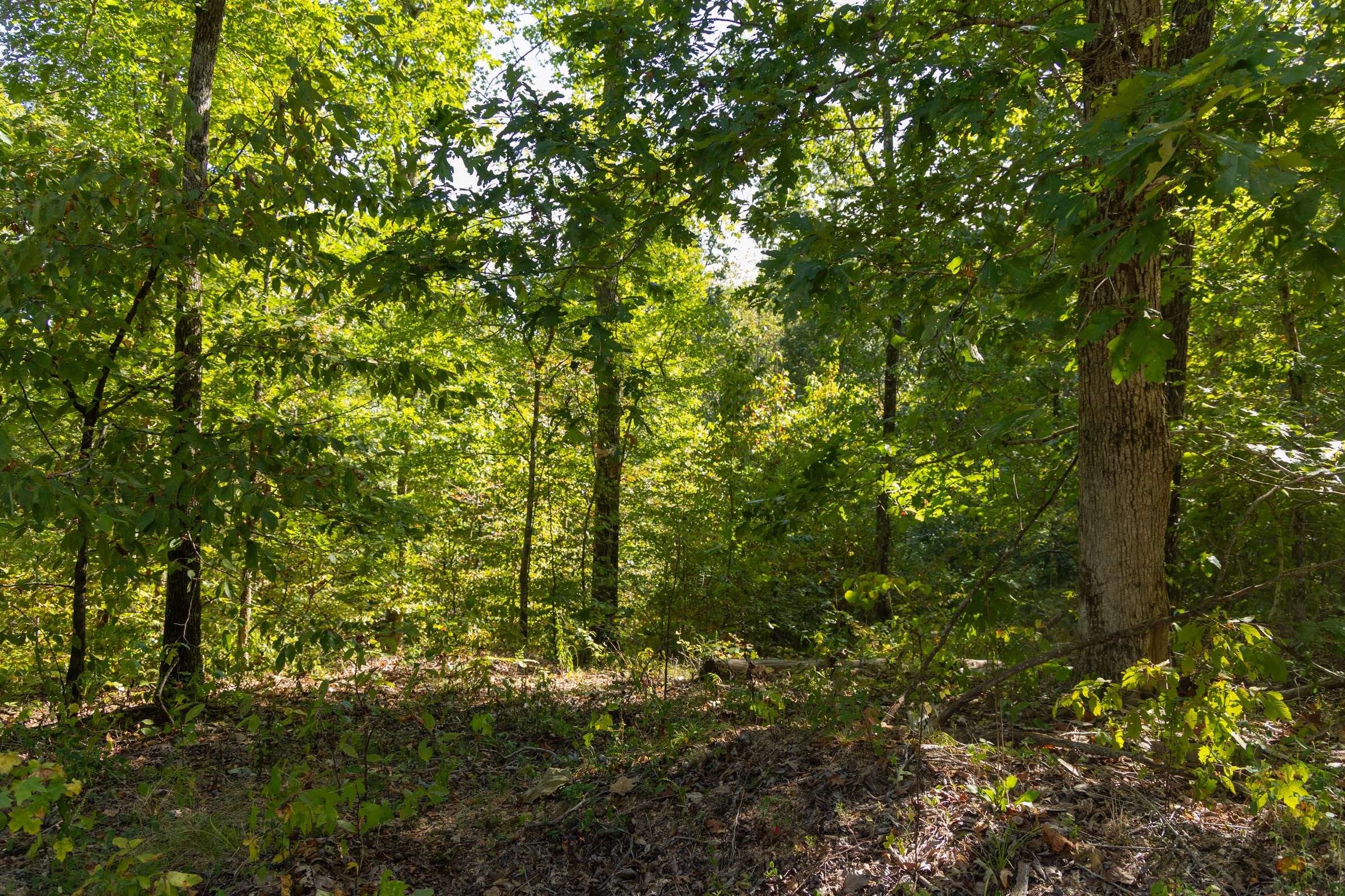 Tract 15 at Big White Oak in Perry County, Tennessee