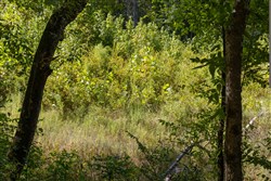 property photo for Big White Oak Tract 15, 14.25 acres for sale in Perry County, Tennessee