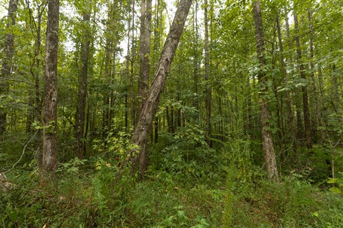 Big White Oak Tract 150
