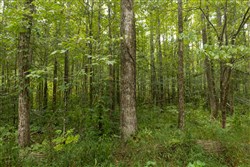 Big White Oak Tract 150