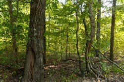 Big White Oak Tract 150