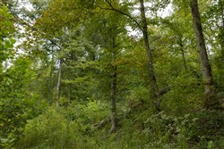 Big White Oak Tract 150