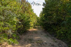 Big White Oak Tract 151