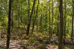 Big White Oak Tract 151