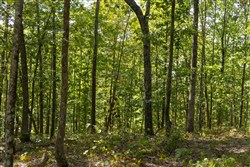 Big White Oak Tract 151