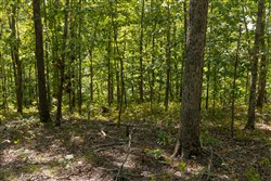 Big White Oak Tract 151