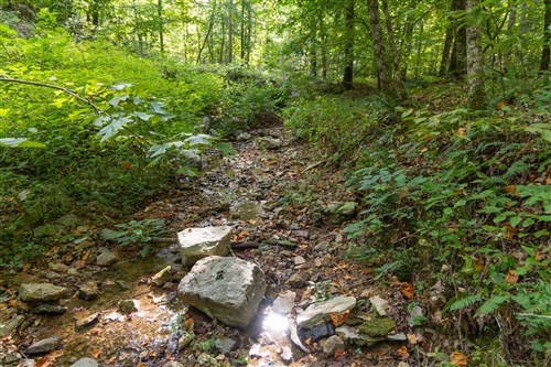 Big White Oak Tract 16