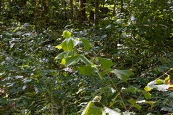 Big White Oak Tract 16