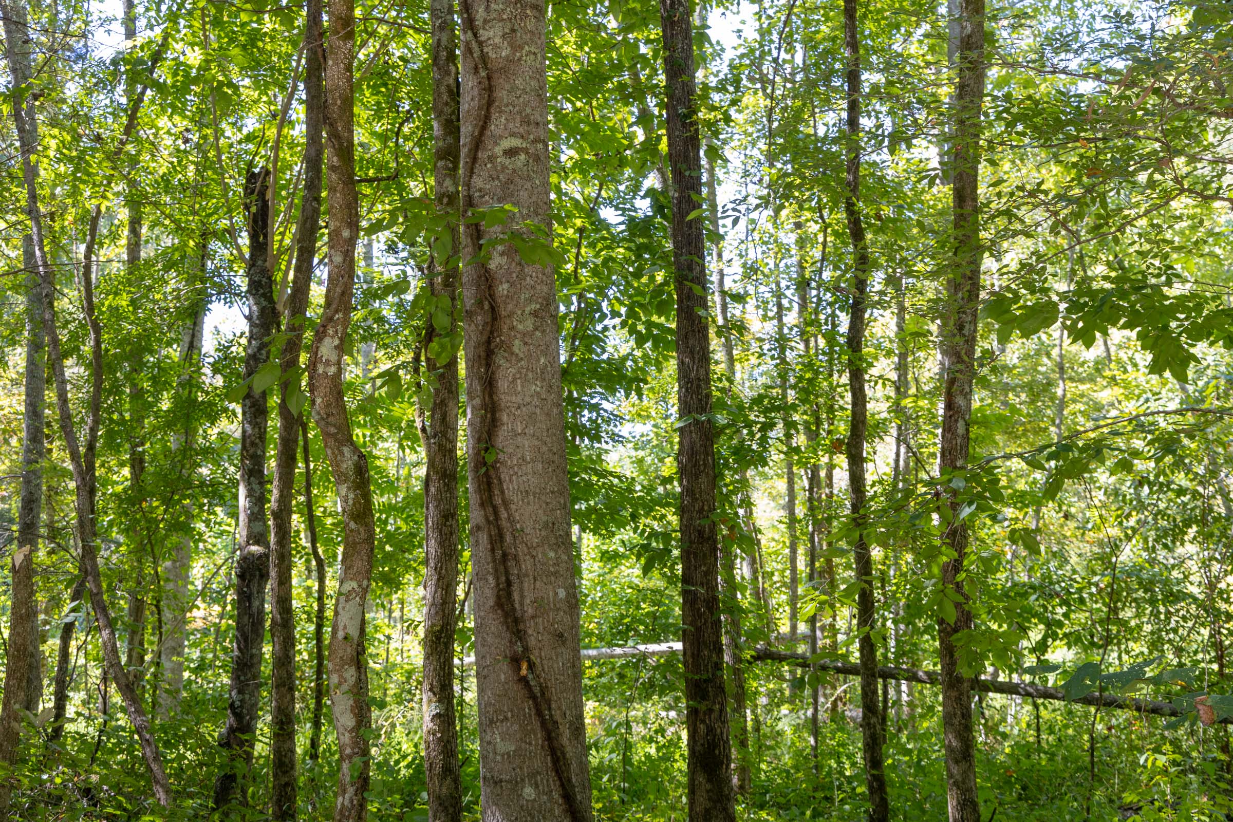 Tract 17 at Big White Oak in Perry County, Tennessee