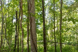 property photo for Big White Oak Tract 17, 16.59 acres for sale in Perry County, Tennessee