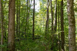 property photo for Big White Oak Tract 17, 16.59 acres for sale in Perry County, Tennessee