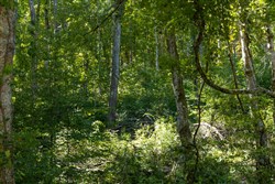 Big White Oak Tract 18