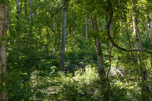 Big White Oak Tract 18