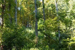 Big White Oak Tract 18