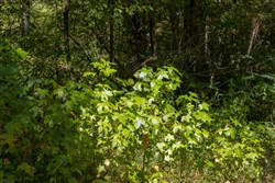 Big White Oak Tract 19
