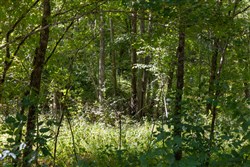 Big White Oak Tract 19