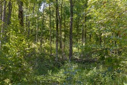 Big White Oak Tract 19