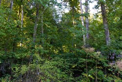 Big White Oak Tract 2