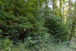 Big White Oak Tract 2
