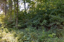 Big White Oak Tract 2
