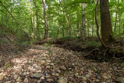 Big White Oak Tract 20