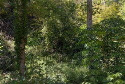 Big White Oak Tract 20
