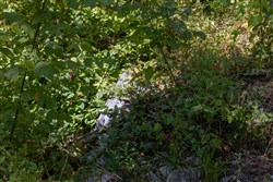 Big White Oak Tract 20