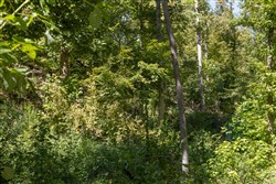 Big White Oak Tract 20