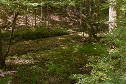 Big White Oak Tract 21