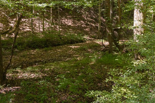Big White Oak Tract 21
