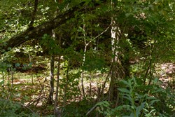Big White Oak Tract 21