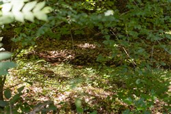 Big White Oak Tract 21