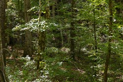 Big White Oak Tract 22