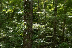Big White Oak Tract 22