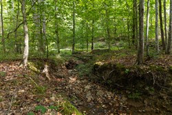 Big White Oak Tract 22