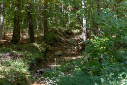 Big White Oak Tract 23