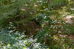 Big White Oak Tract 23
