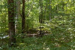 Big White Oak Tract 23