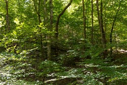 Big White Oak Tract 24