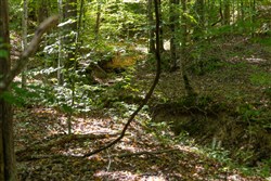 Big White Oak Tract 24